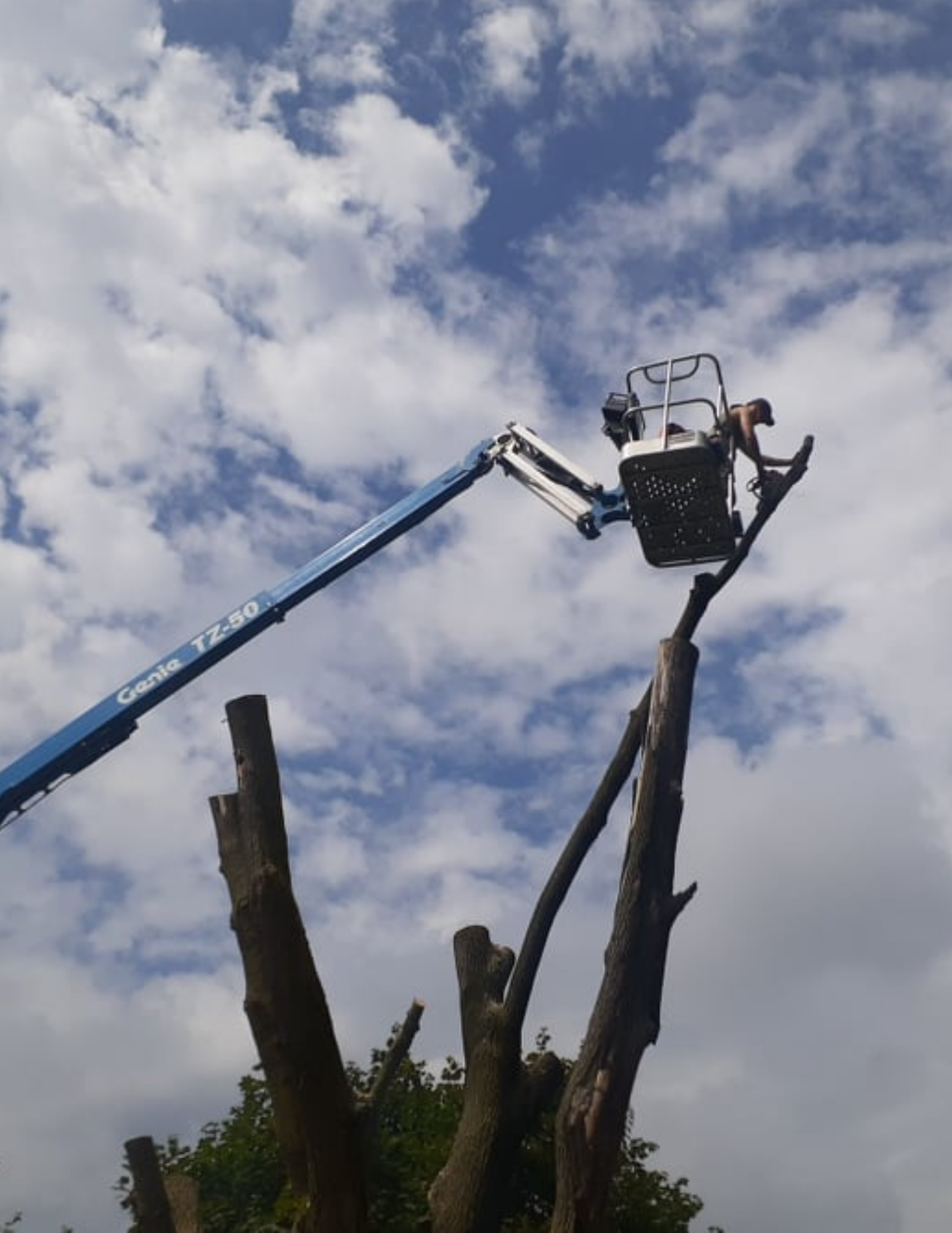 Dunlap's Tree Service