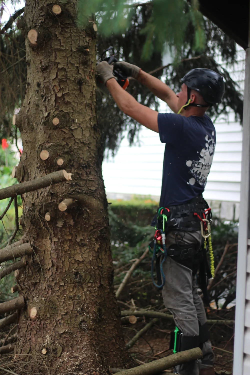 Dunlap S Tree Service