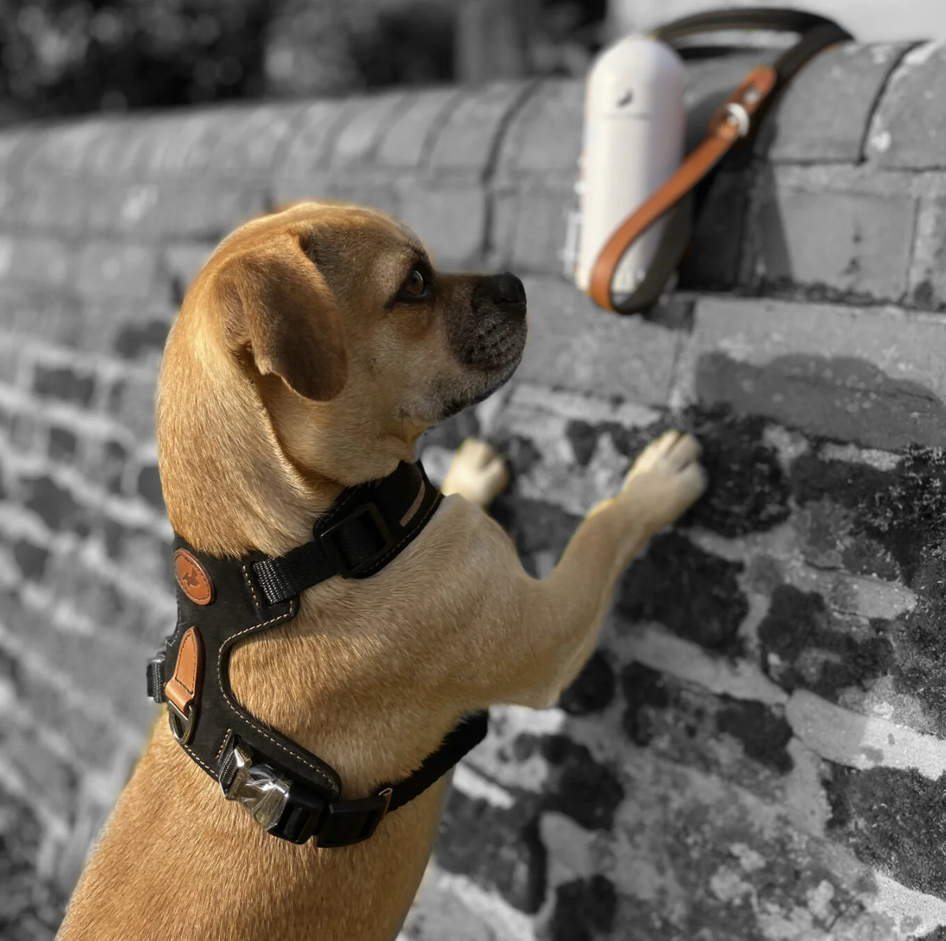 Pugalierblackharness.jpeg