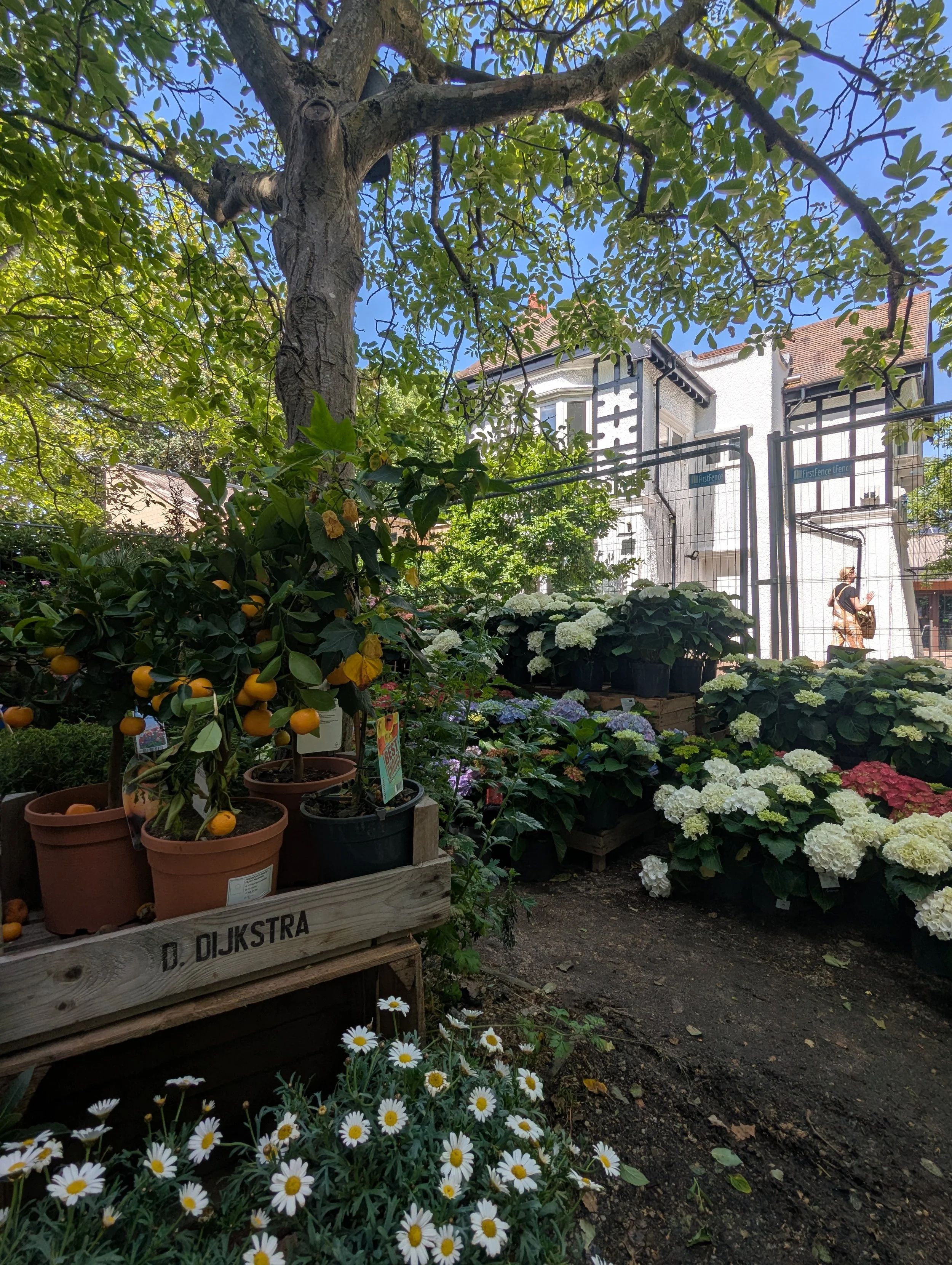 Parsons Green and Bloom