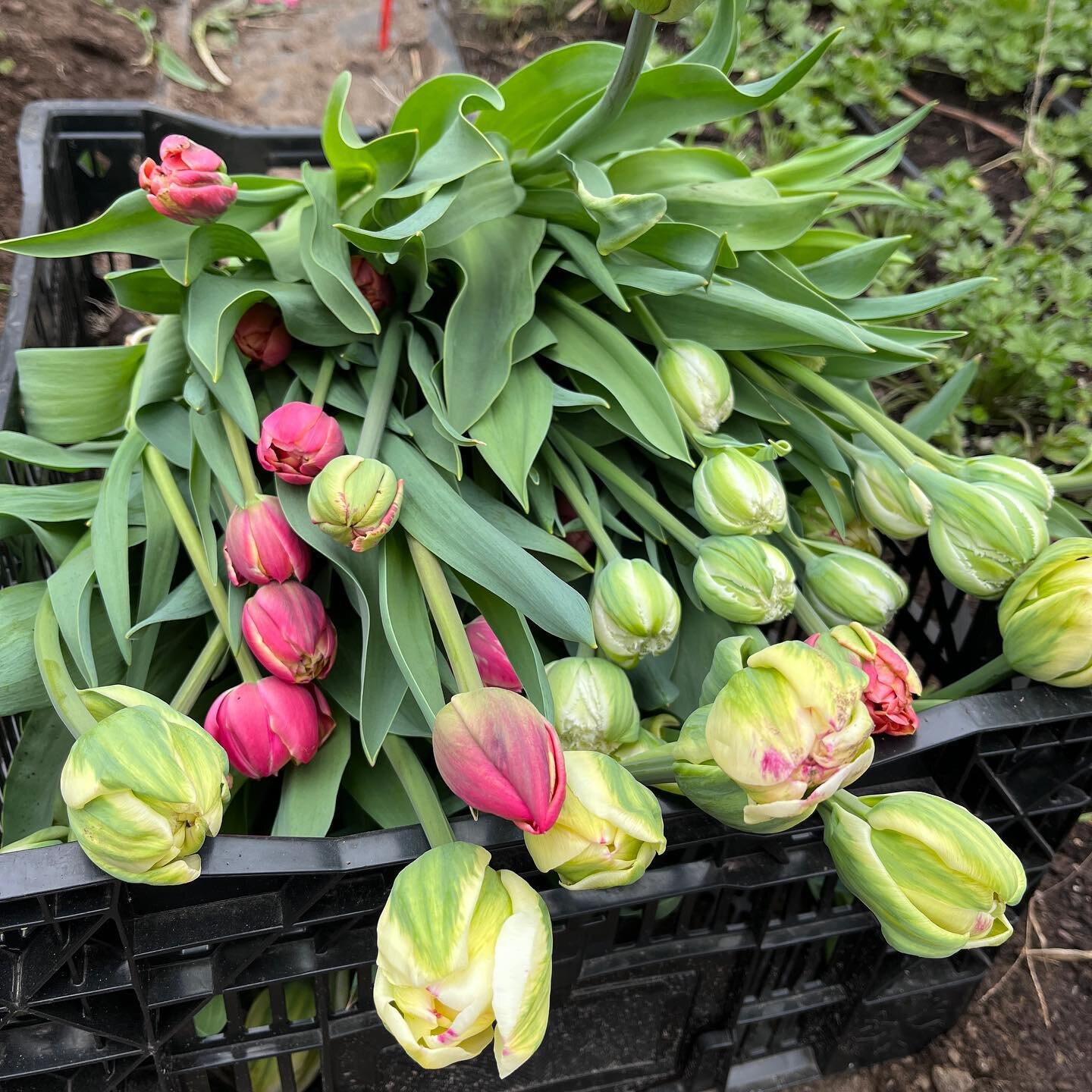 Hey hey local flower fans 👋

We wanted to drop you notice that we&rsquo;re all out harvesting very hard so that we can bring you our fresh, locally grown tulips just in time for Mothers Day!

We&rsquo;ll be returning to @ottawamarkets Parkdale locat