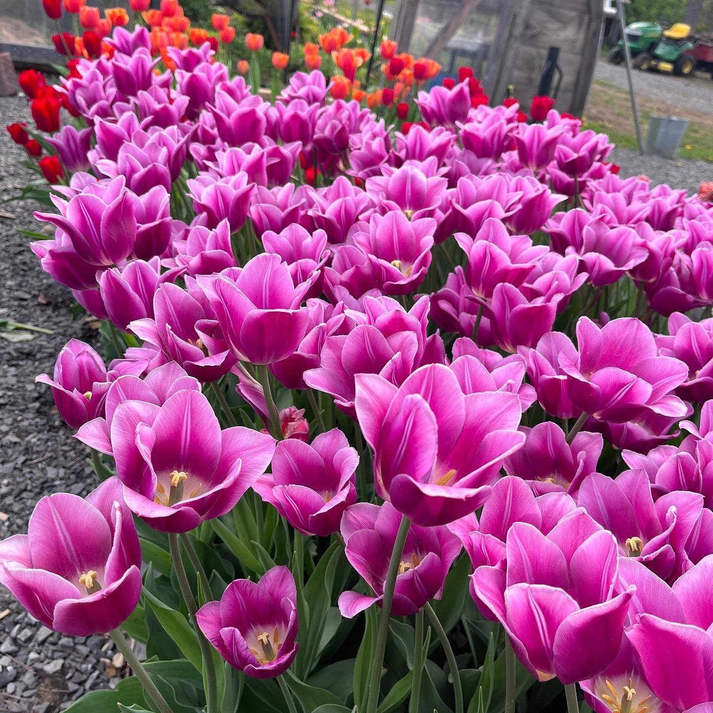 🌷We&rsquo;re back at it tomorrow folks!

🌷We&rsquo;ll be @ottawamarkets (Parkdale location) from 9-1 
(or until sold out)

🌷If you missed last weekends #canadiantulipfestival celebrations make sure to come out this weekend for your last chance to 