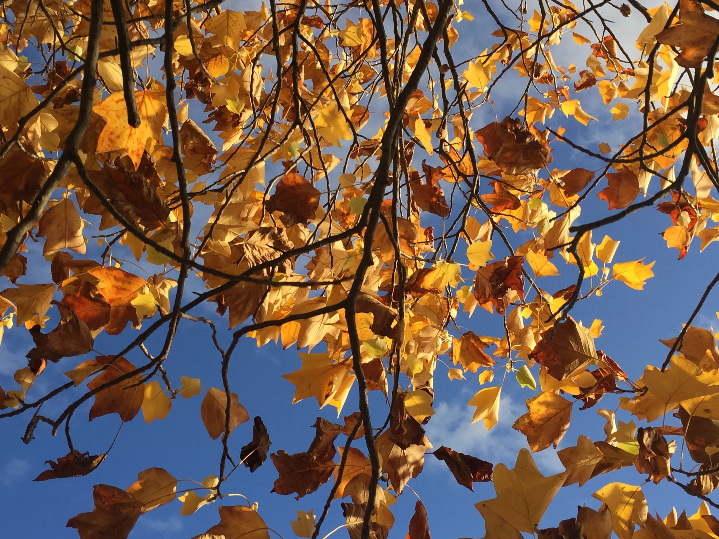 Slowing Down for Autumn 2020