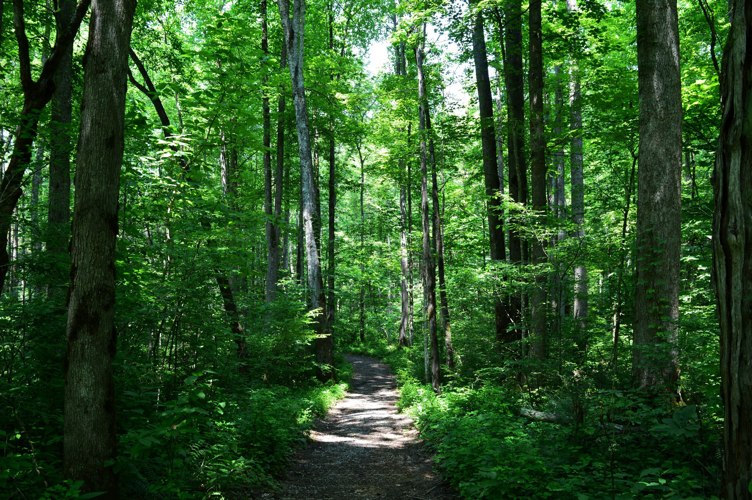 Qigong for Fibromyalgia: Learning to Trust the Body Again