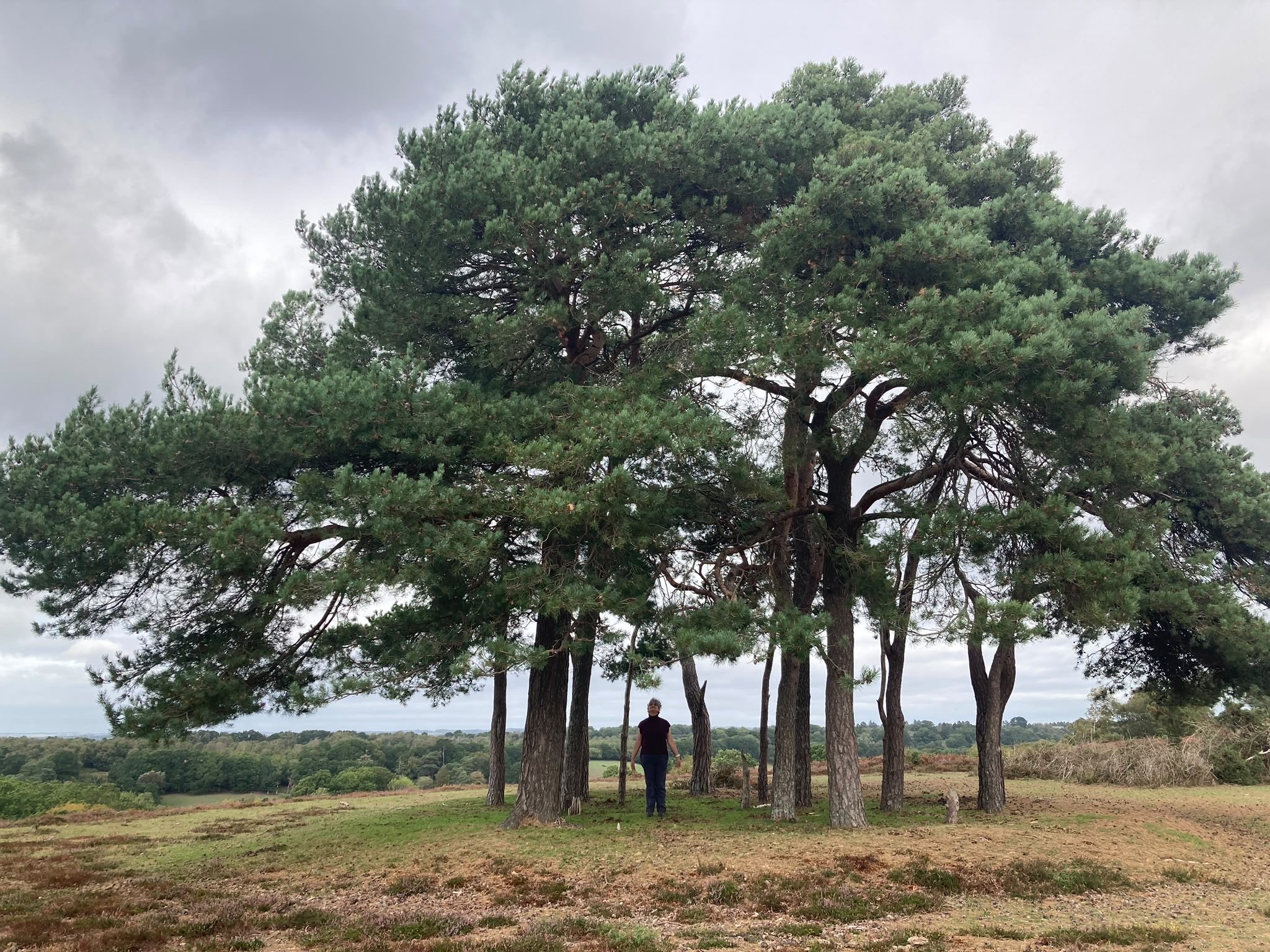 Tending Our Sorrow: Grief, autumn and the metal phase in Qigong