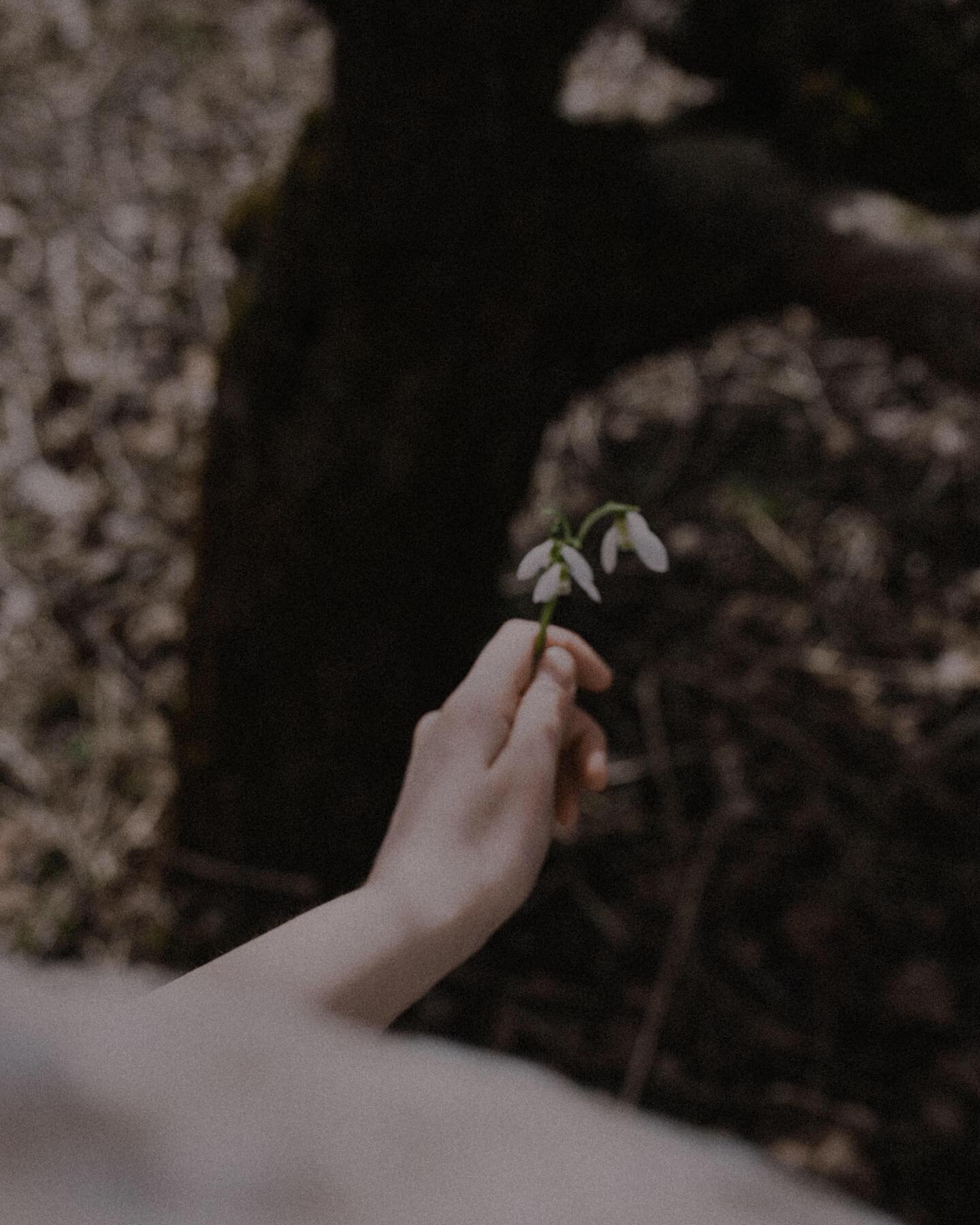 I never needed you more, dear spring. 🌱

#hellospring #quietlife #springmoments #snowdrops