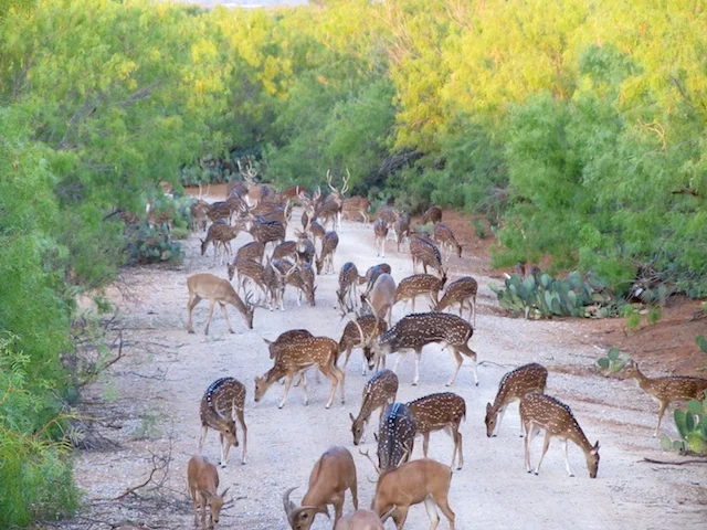 deer.jpg