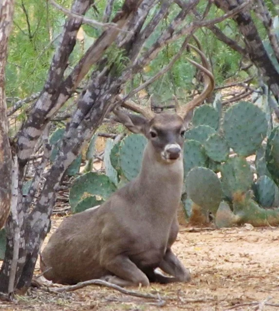 whitetail.jpg