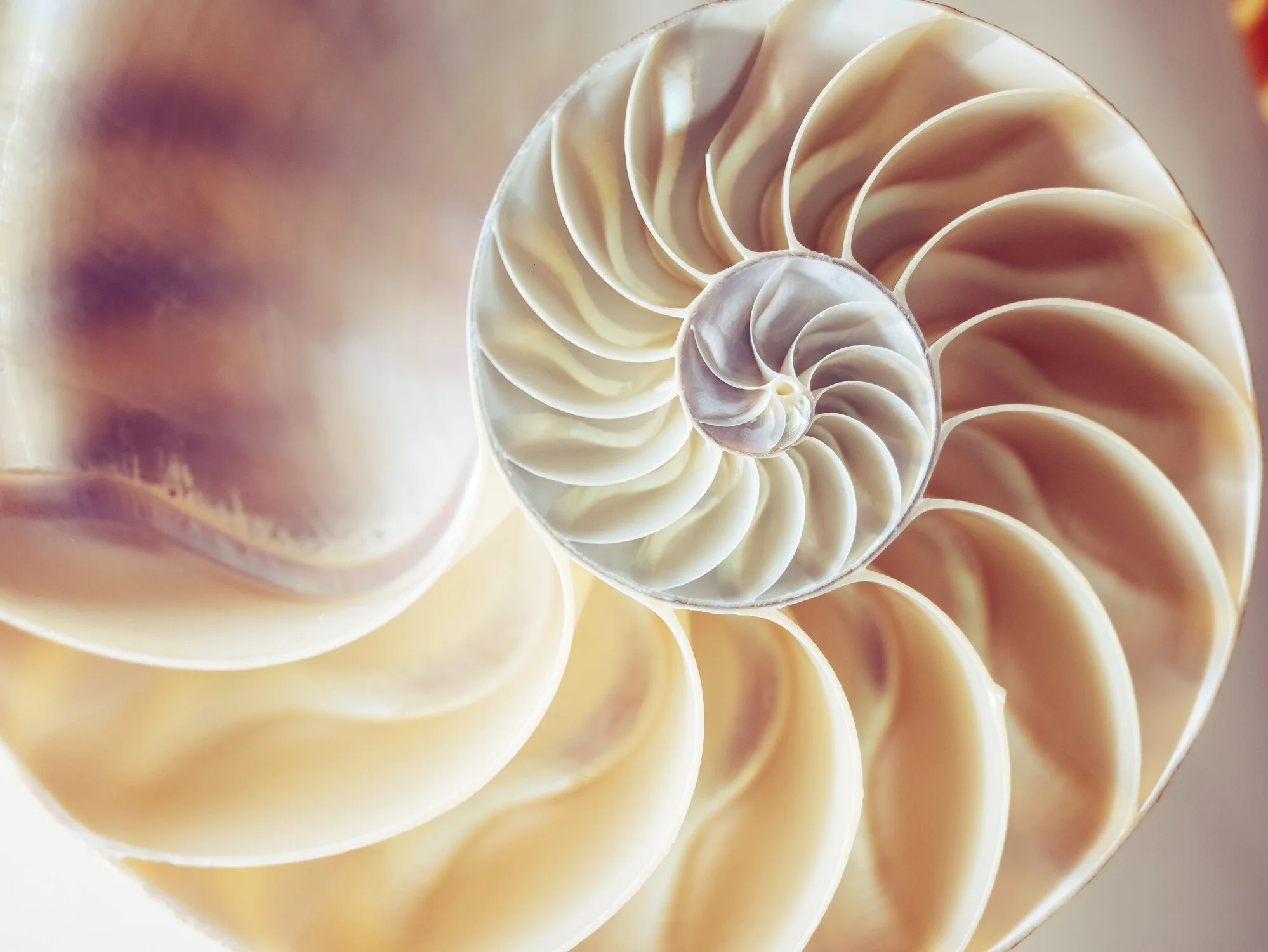 iStock-1132462484.jpg