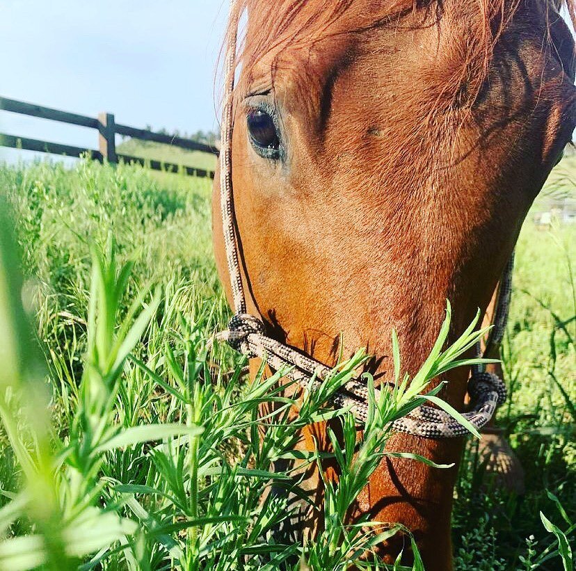 Up until covid, I rode horses my whole life. I grew up with three horses and a pony, my best friend at the time, Gypsy, in New Jersey on our seven acres. 

My mom was an avid rider and was even on the US Equestrian team for a while. She had lots of s