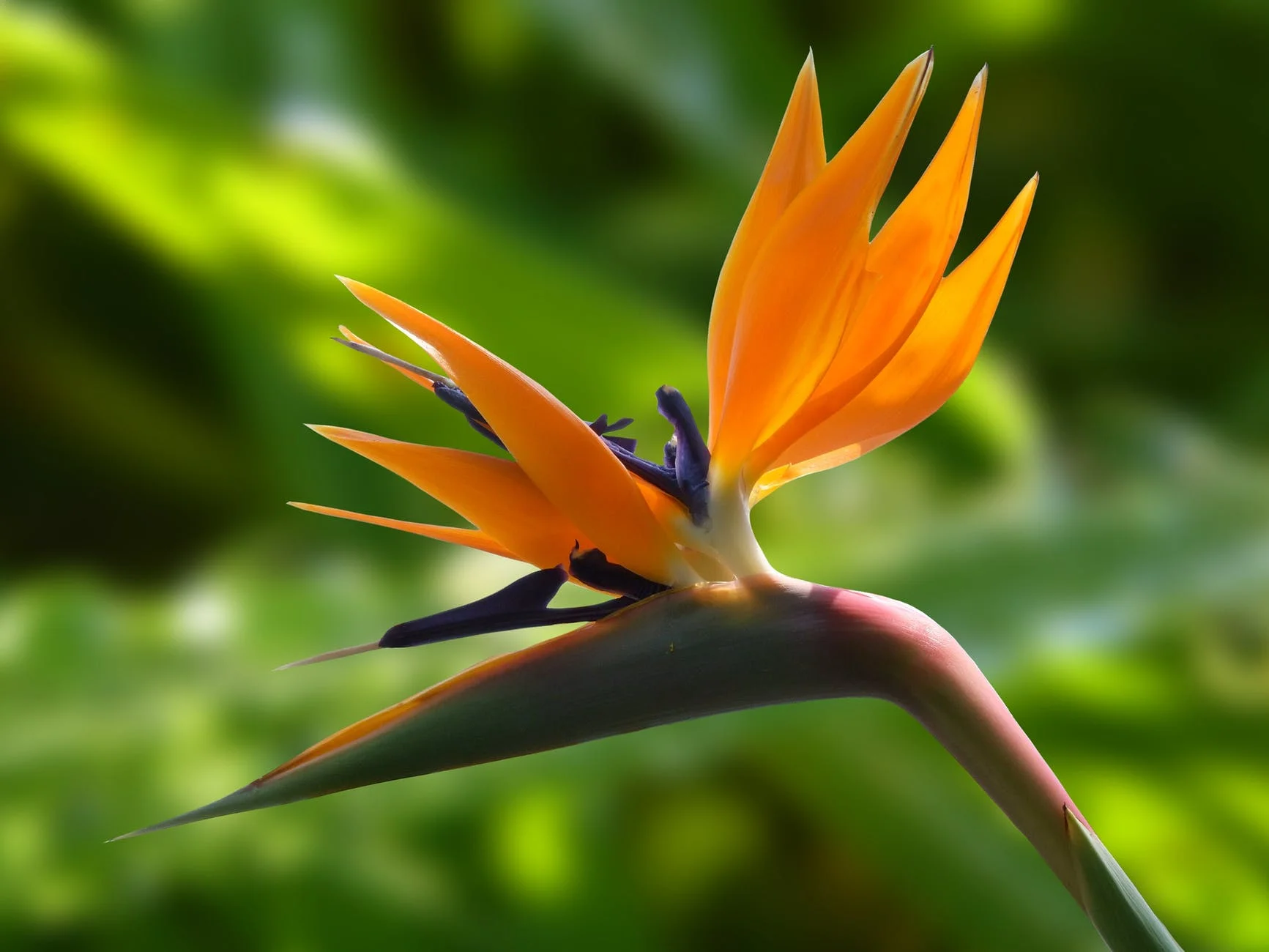 The Purpose of Radical Acceptance