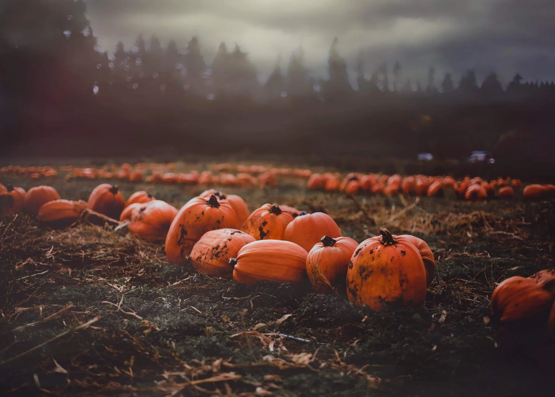 Halloween Candy