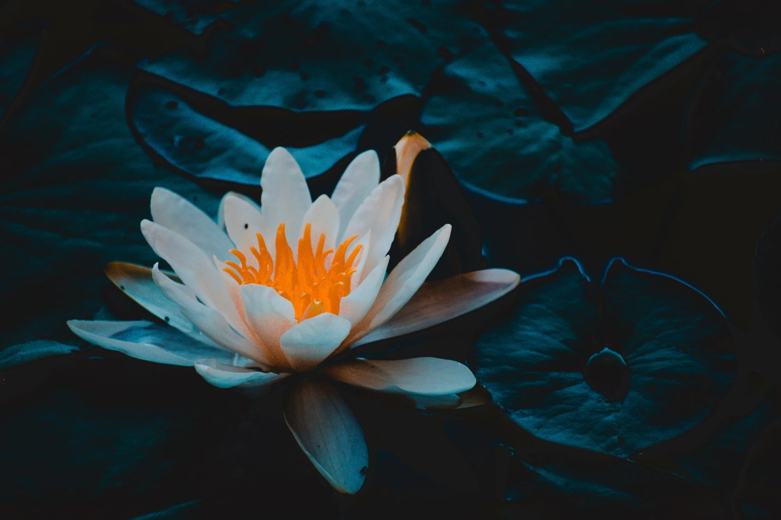 Health At Every Size (HAES) in Eating Disorder Recovery