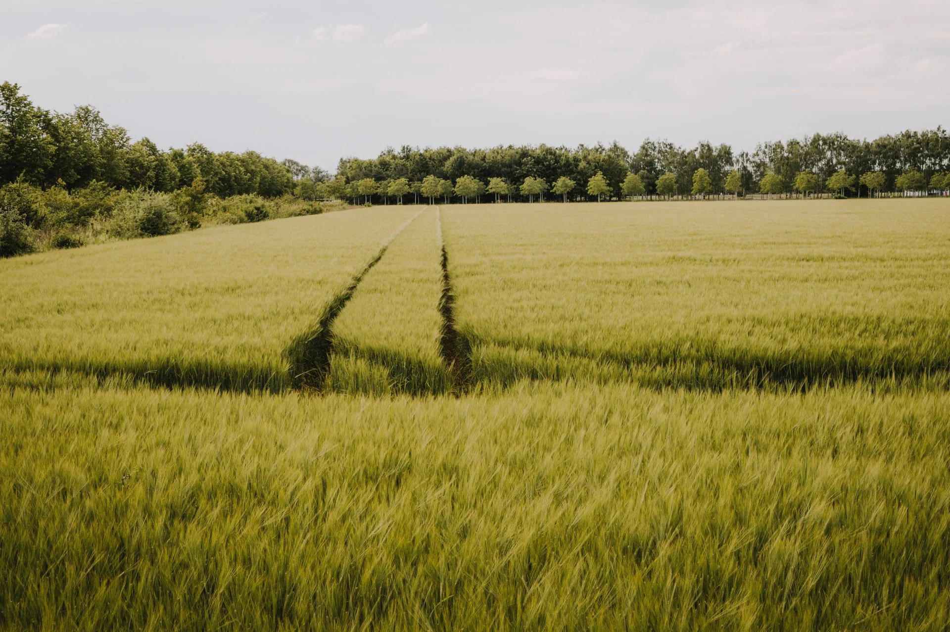 Sommerliches Feld grün