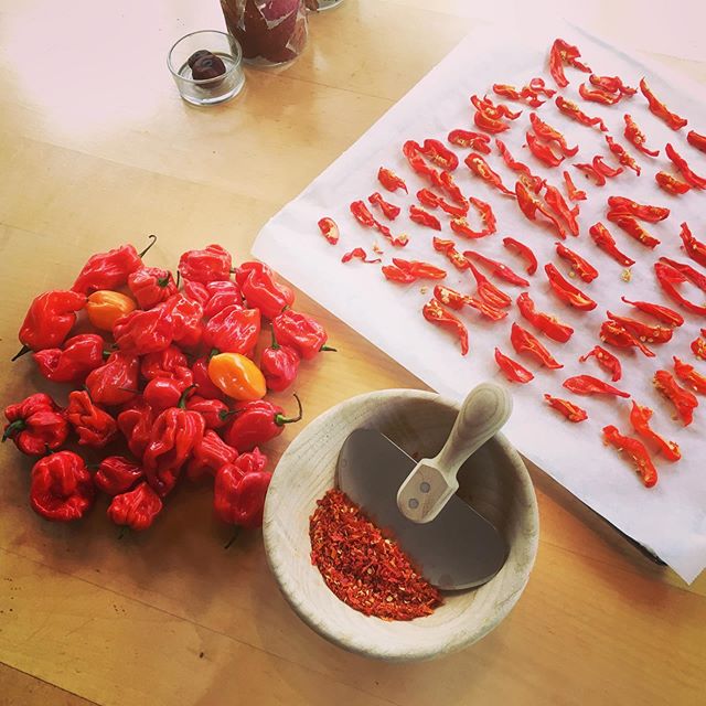 Habanero Chilis 🌶🌶 - love making some good chili oil &amp; liquor for the coming season! 😄 #hotandspicy #habaneroheat #chilifriends #chili