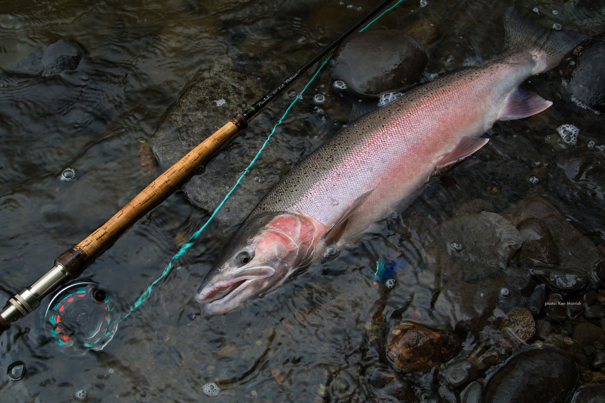  dedicated to   THE PRESERVATION OF THE WORLD’S WILDEST STEELHEAD RIVER    LEARN MORE  