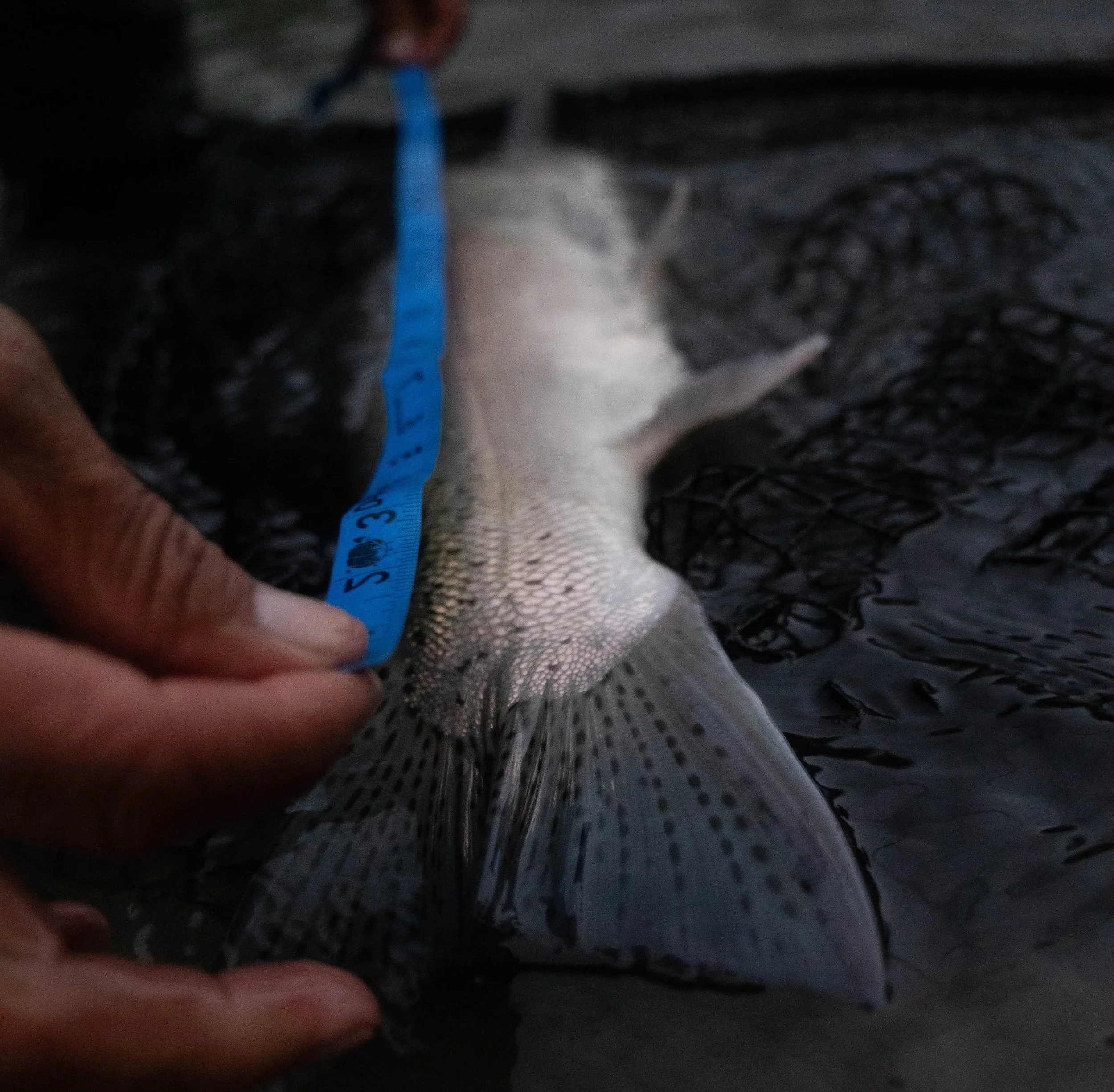 A person holding a fish with a blue measuring tape draped over it, the fish is lying on a dark textured surface.