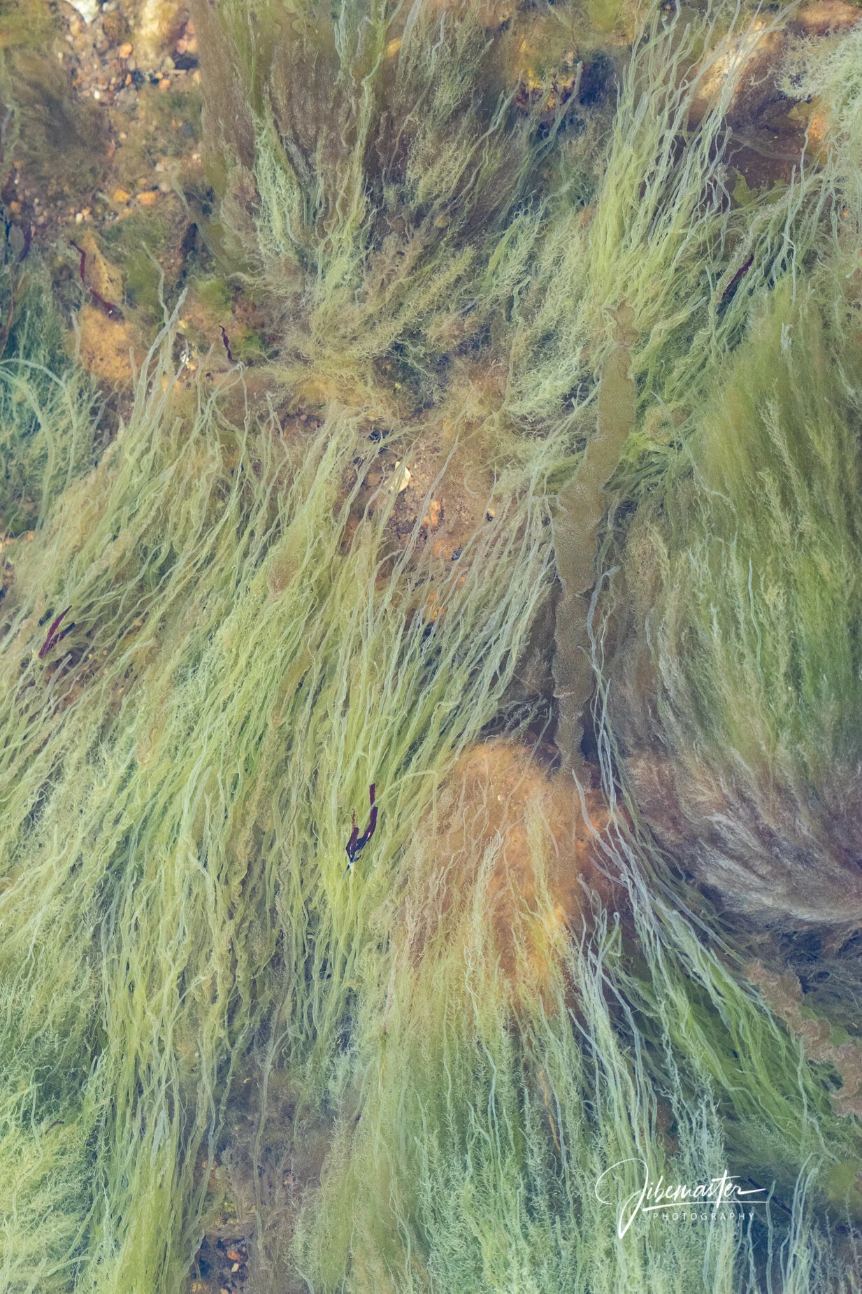 Sea Grass Flow - 1