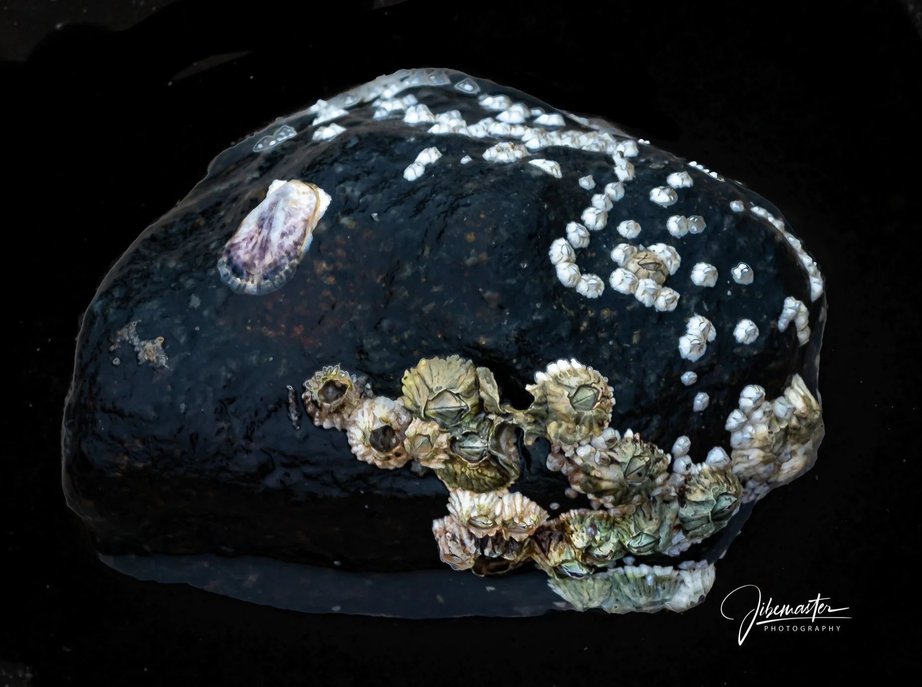 Sea Jewelry