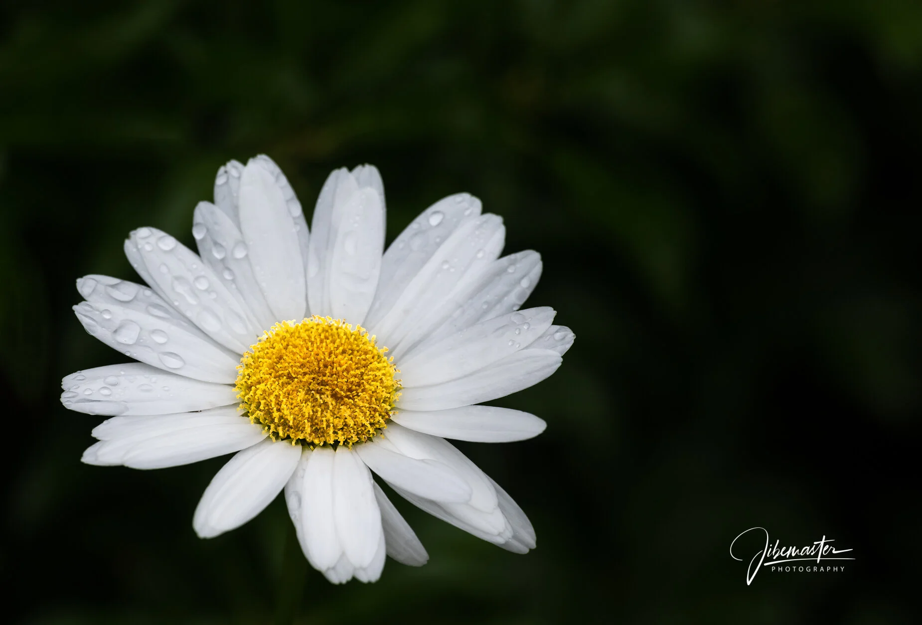 Open to the Rain