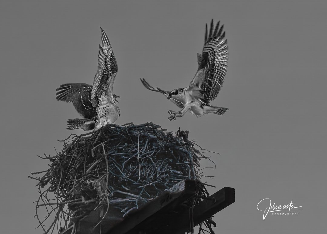 EMPTY TALONS
