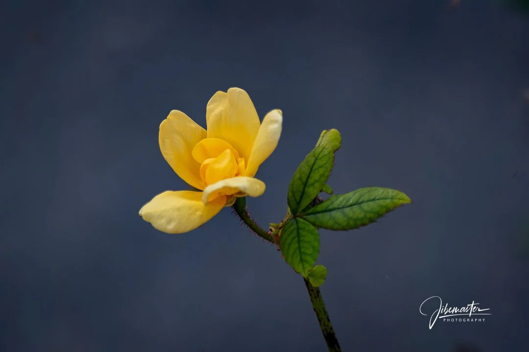 November Miracle