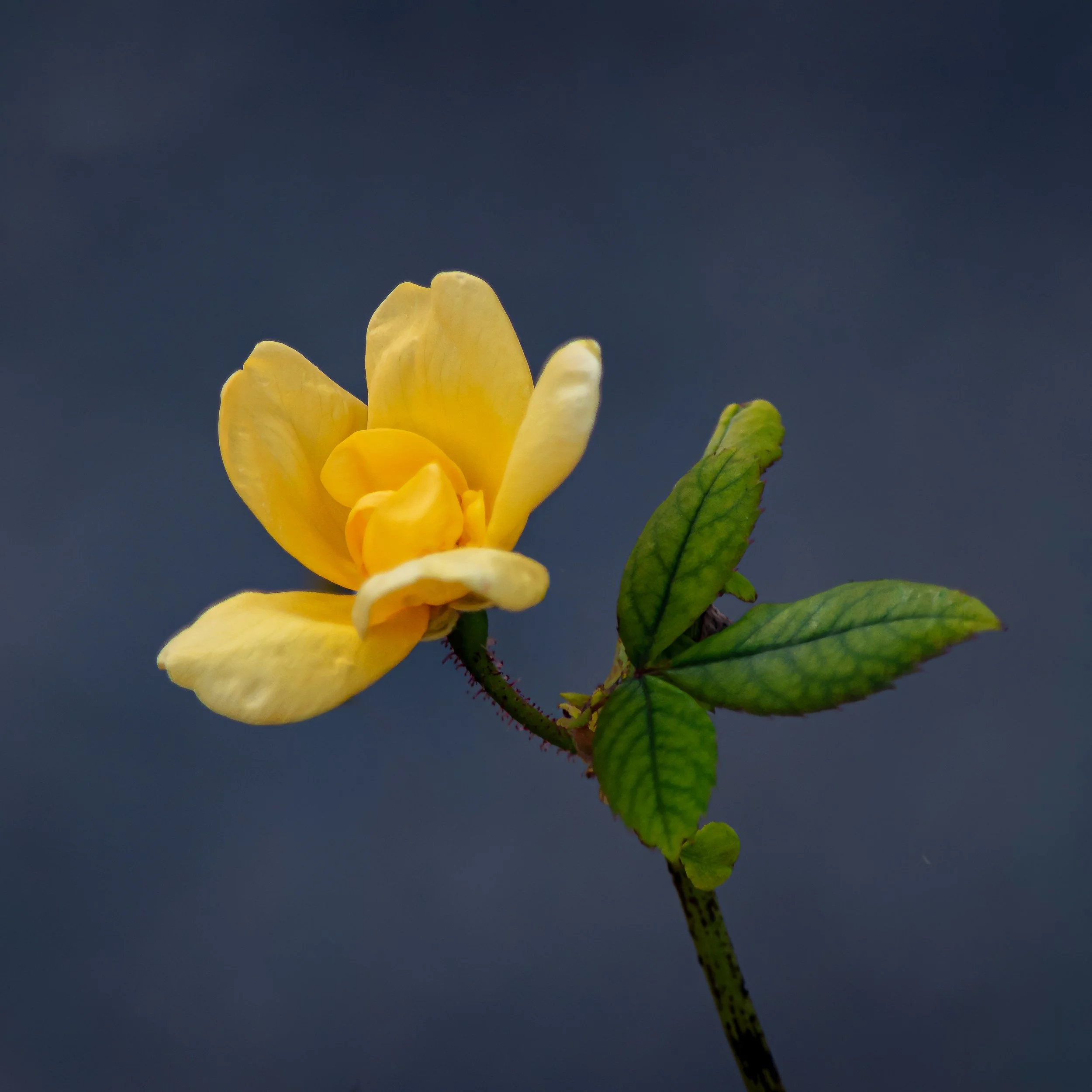 November Miracle