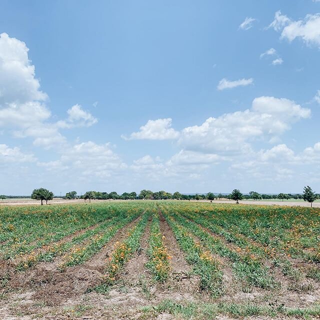 ⁣🌾 Took a drive out to the Texas Hill Country today and boyyyy was it nice to switch up the routine a bit. ⁣
⁣
One of my fav things used to be getting a breather from the city and driving upstate, and  this felt reminiscent of that. Fresh fresh air,