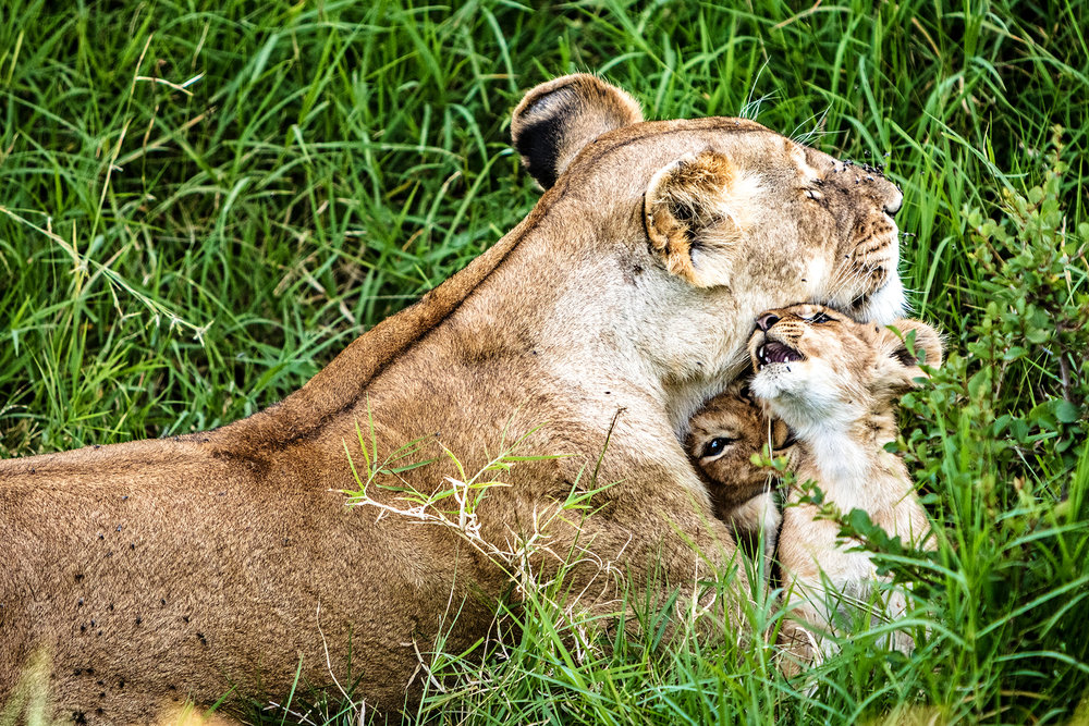 Affectionate Lioness With Playful Baby Cubs.jpg