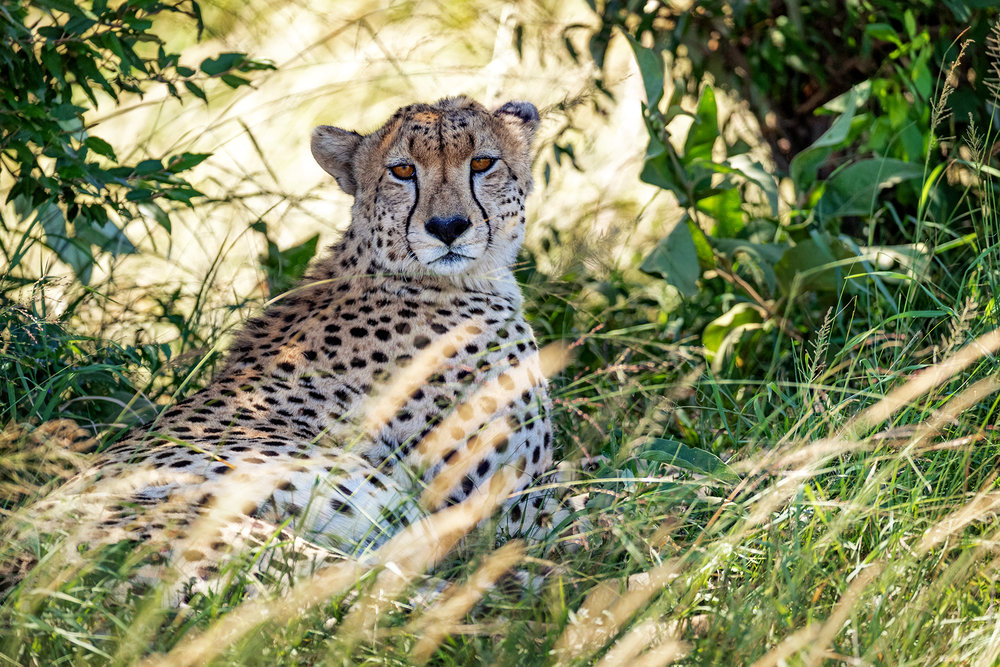 Cheetah in Grass in Kenya Africa.jpg