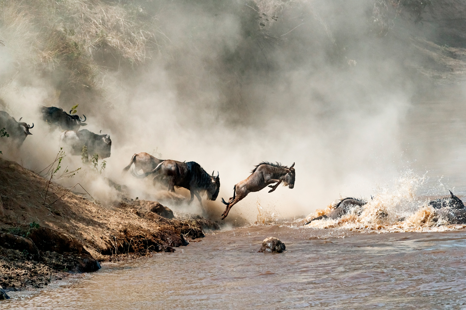 Wildebeest Leaping in Mid-Air Over Mara River.jpg