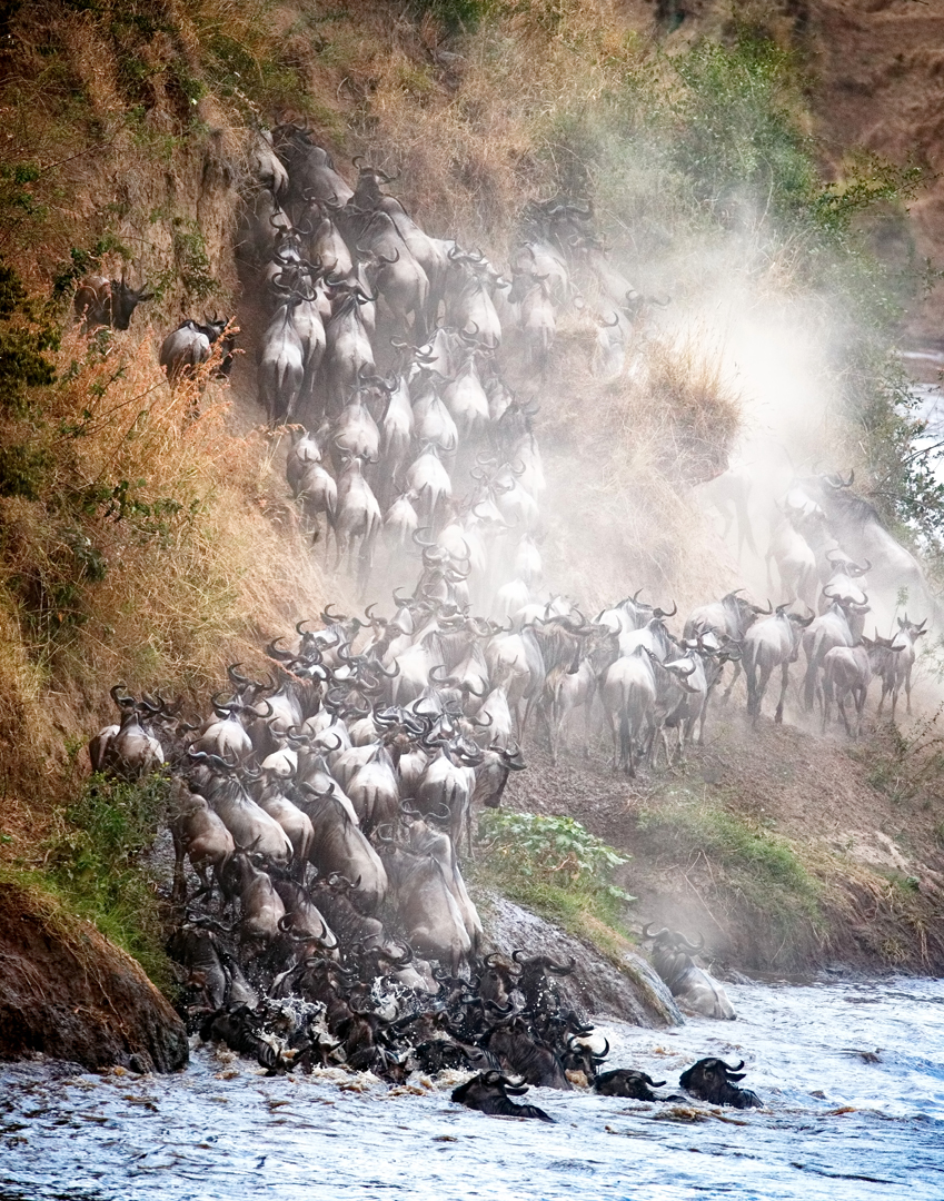 Wildebeest Climbing Up Mara River Bank.jpg