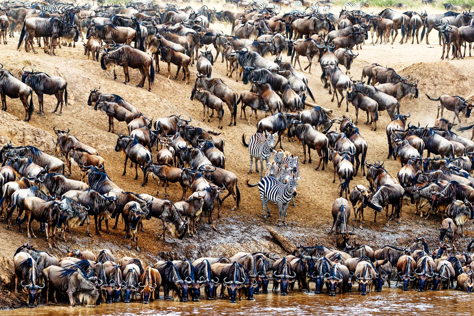 Zebra in Crowd of Wildebeest.jpg