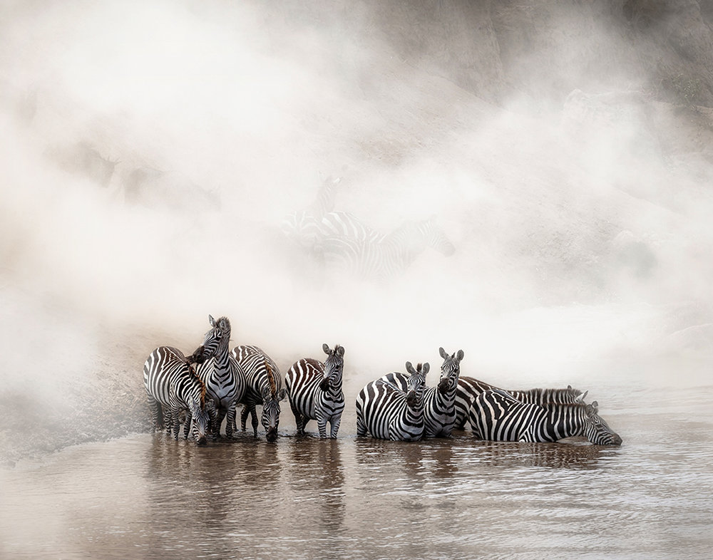 Zebra Drinking in the Mara.jpg