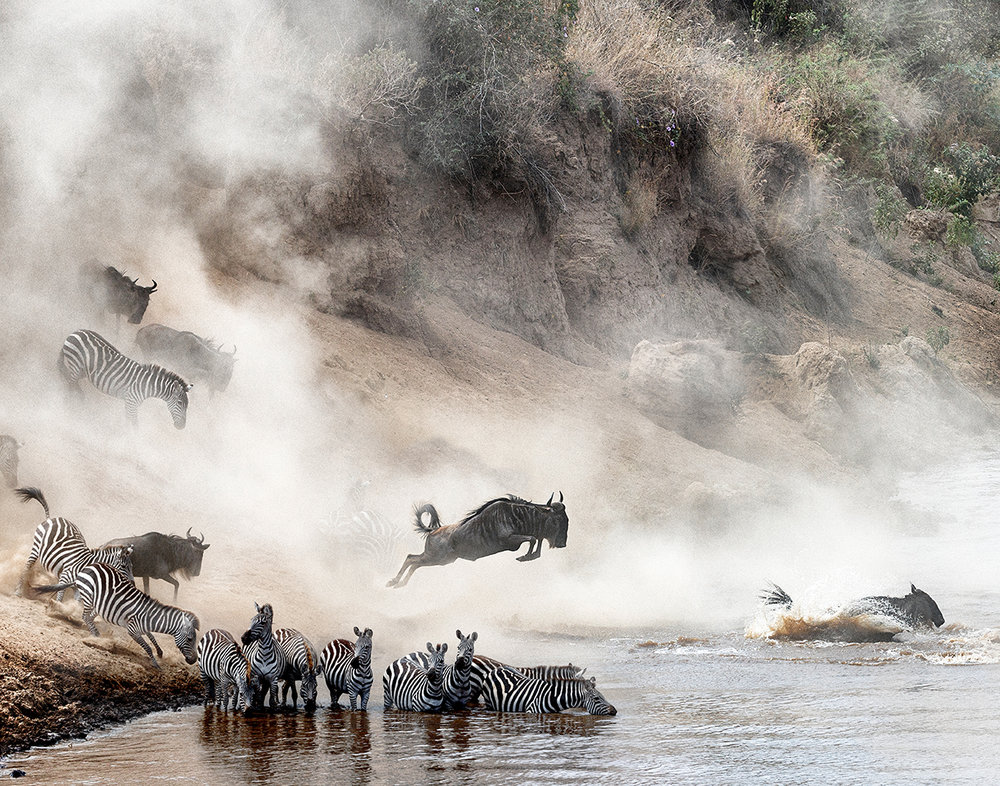 Wildebeest and Zebra Mara River Crossing.jpg