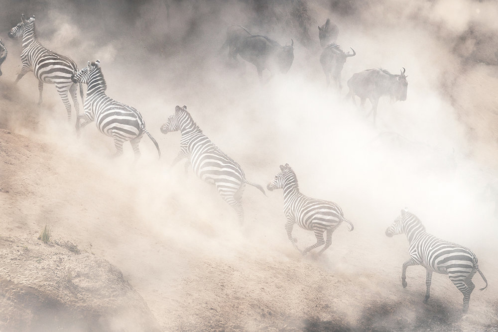 Dramatic Dusty Great Migration in Kenya.jpg