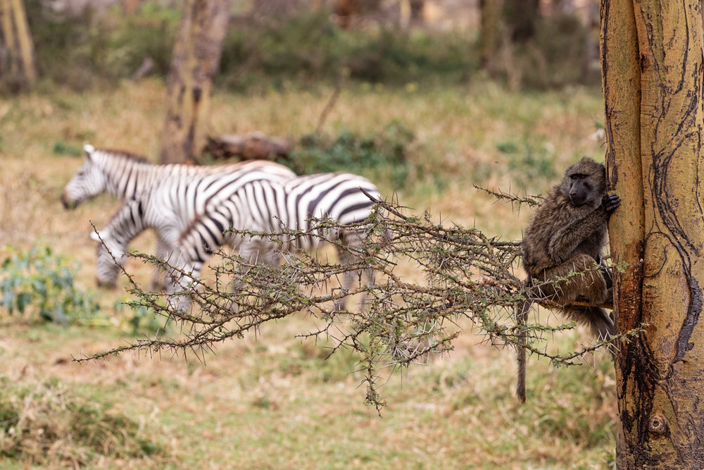 Baboon in Tree With Zebra in Background.jpg