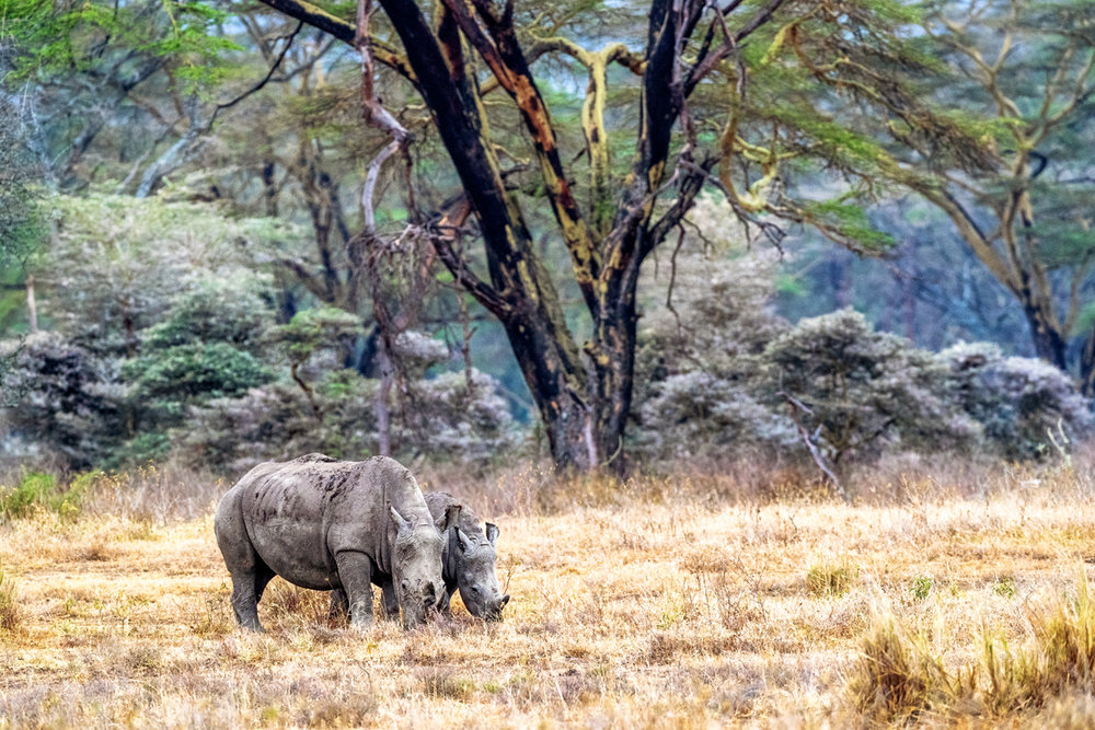 Baby and Parent White Rhino in Lake Nakuru.jpg