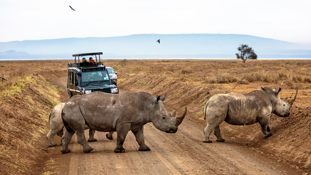 Family of Rhinos Walking Across Road in Africa.jpg