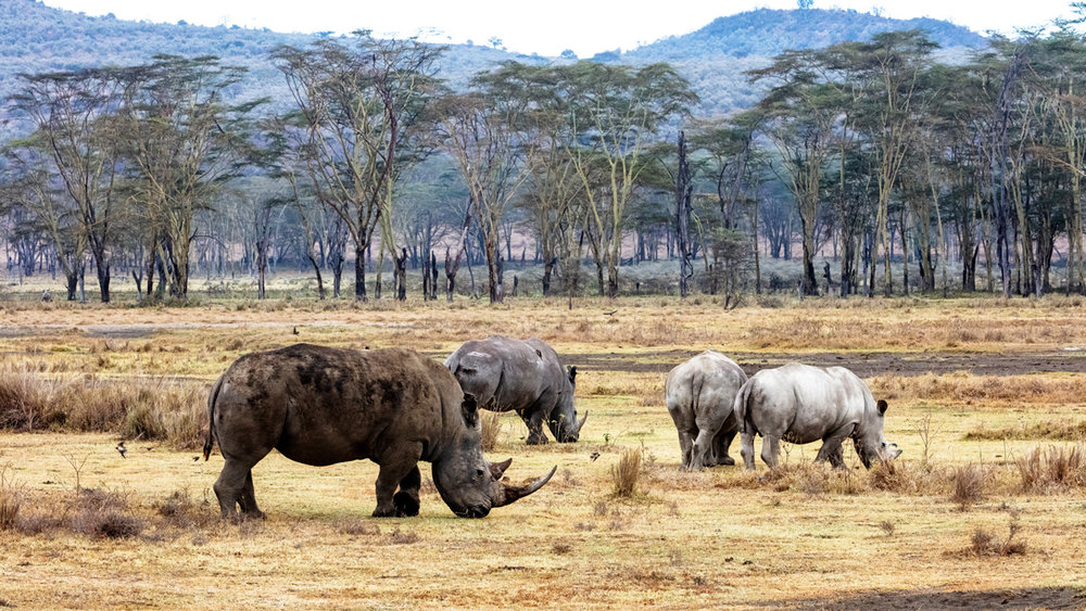 Four Rhinos in Lake Nakuru Kenya Africa.jpg