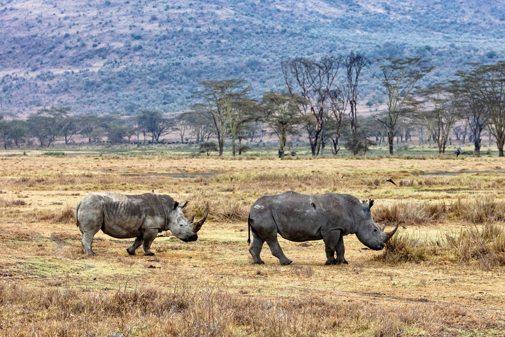 Rhino and Calf Walking in Lake Nakuru Kenya.jpg
