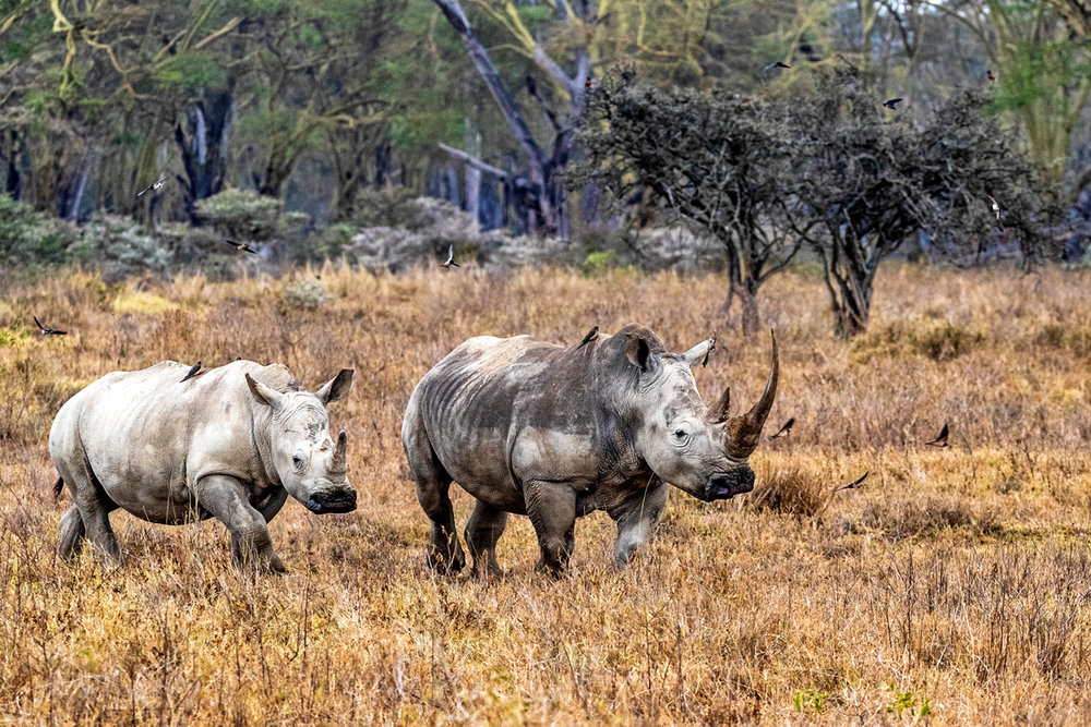 Rhinoceros With Calf in Lake Nakuru.jpg