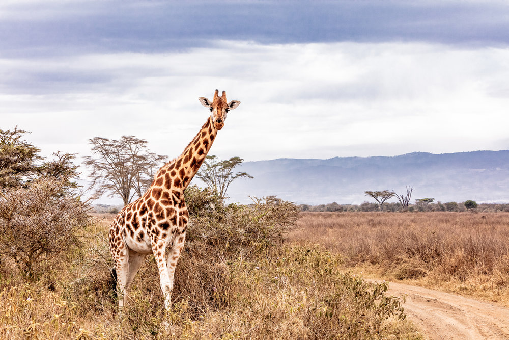 Rothschild Giraffe Along Road in Kenya Africa.jpg