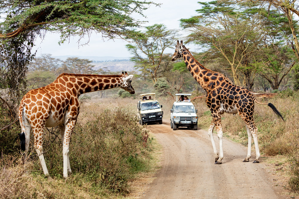 Rothschild Giraffe Crossing Road With Safari Tourist Vehicles.jpg