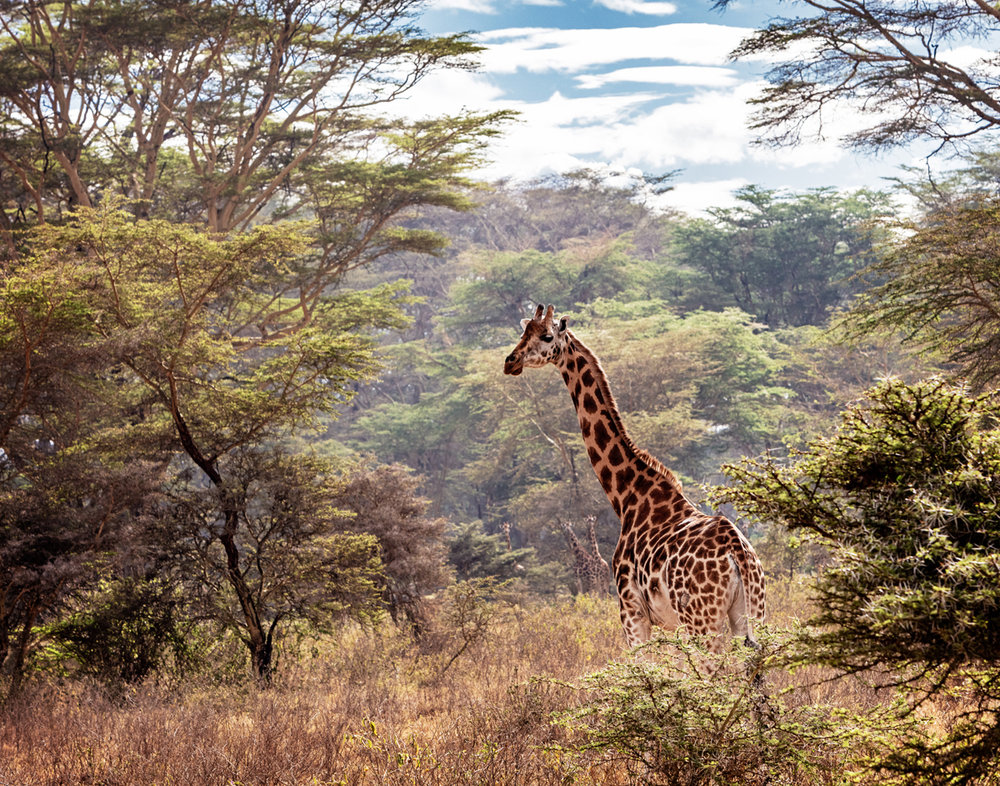 Rothschild Giraffe in Lake Nakuru Kenya.jpg