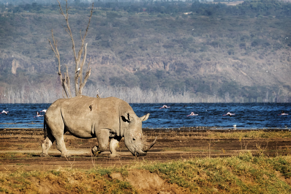 Southern White Rhino Walking in Lake Nakuru.jpg