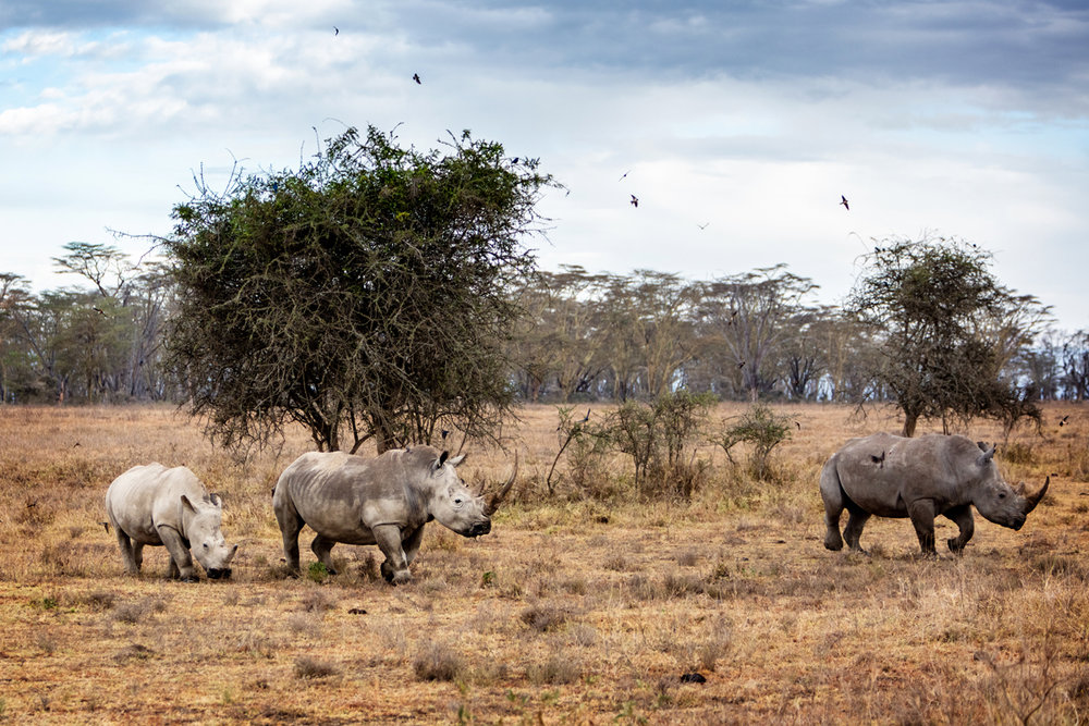 White Rhino Family in Lake Nakuru Africa.jpg
