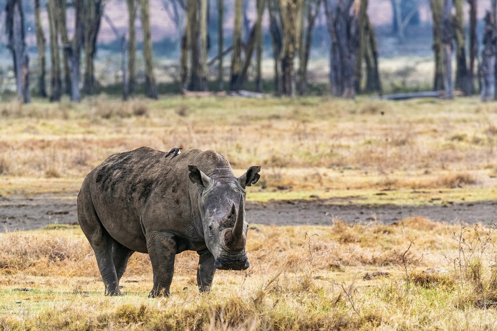 White Rhino in Kenya Looking Forward.jpg