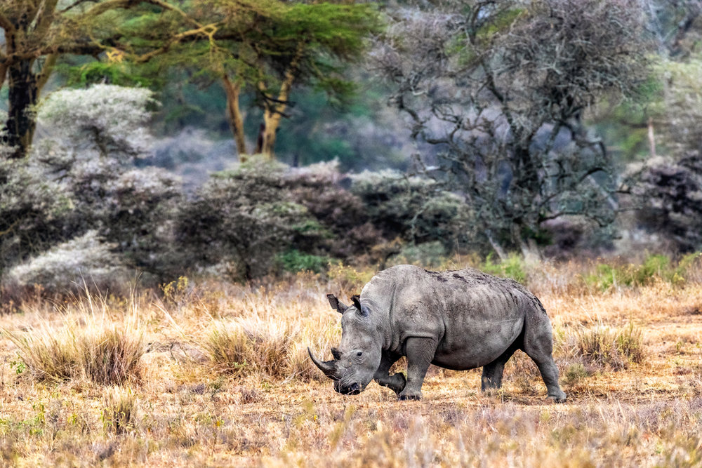 White Rhino Walking Side in Lake Nakuru Kenya.jpg