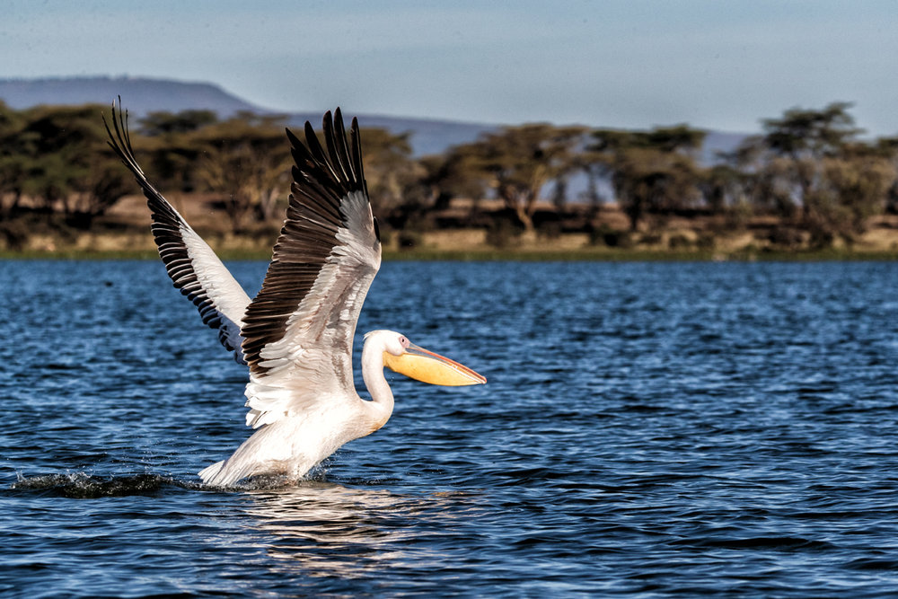 Pelican Taking Off For Flight on Lake Naivasha.jpg